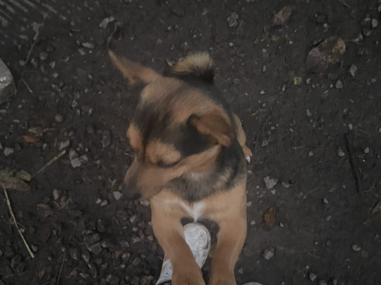 Beautiful Black and Tan puppies for sale