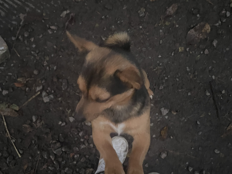 Irish Terrier for sale in Galway - photo 1