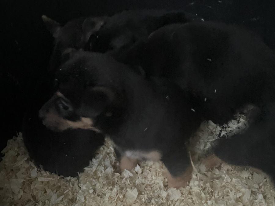 Irish Terrier for sale in Galway - photo 2
