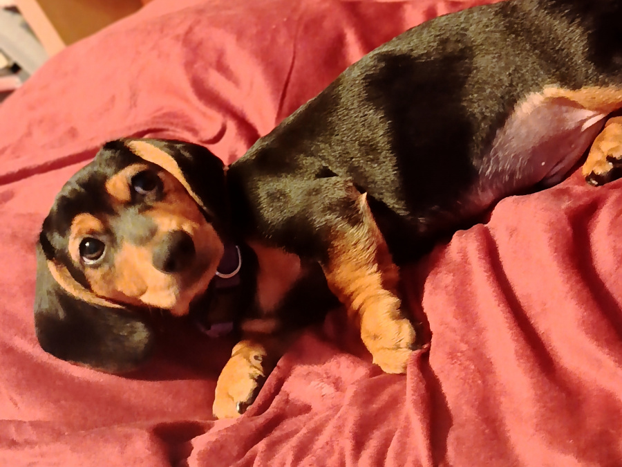 Dachshund for sale in Galway - photo 7