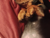 Dachshund for sale in Galway - photo 8