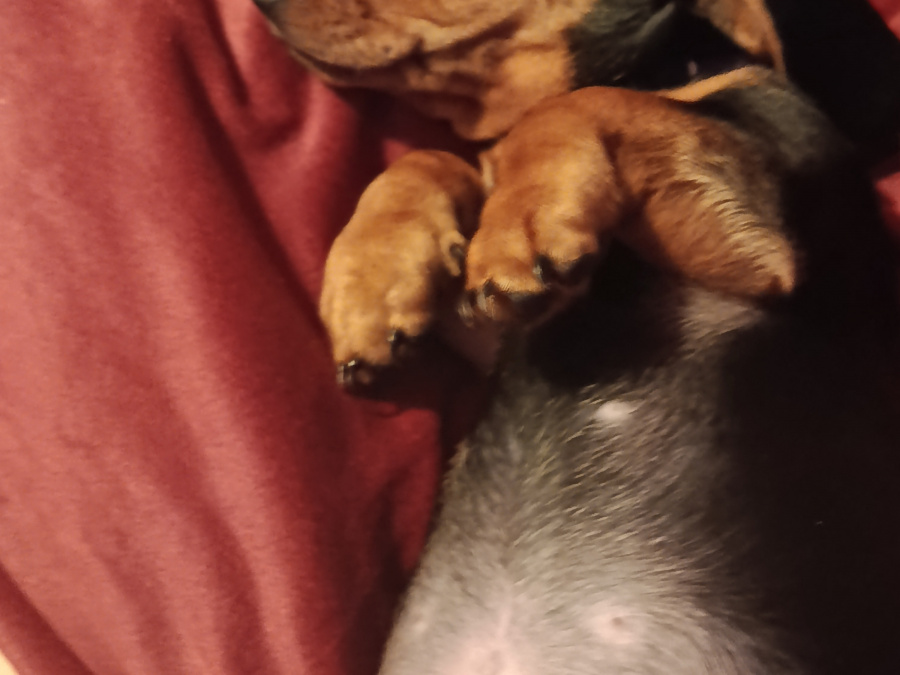 Dachshund for sale in Galway - photo 8