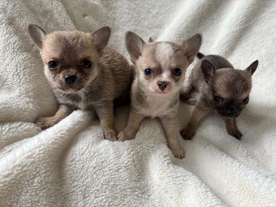 chihuahua💗💗💗