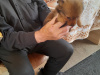 Pomeranian for sale in Dublin - photo 2