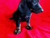 Dachshund for sale in Cavan - photo 1