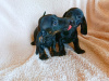 Dachshund for sale in Cavan - photo 4