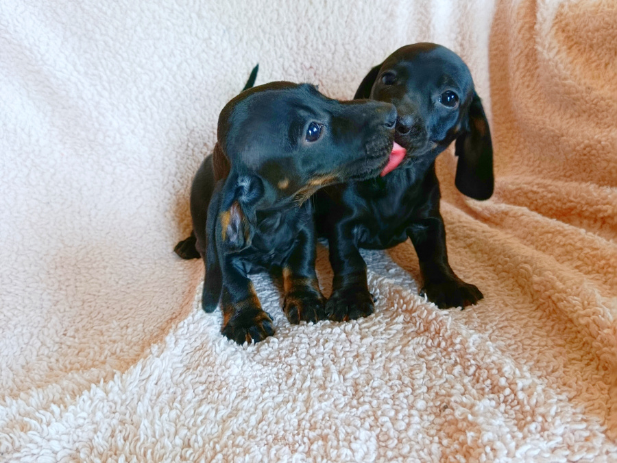 Dachshund for sale in Cavan - photo 4