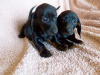 Dachshund for sale in Cavan - photo 3