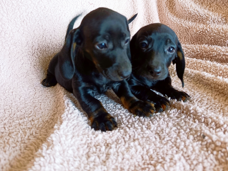 Dachshund for sale in Cavan - photo 3