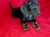 Dachshund for sale in Cavan - photo 5