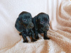 Dachshund for sale in Cavan - photo 2