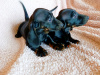 Dachshund for sale in Cavan - photo 6