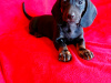 Dachshund for sale in Cavan - photo 7