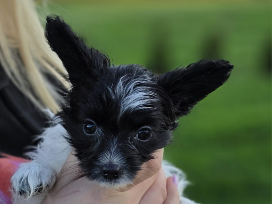 papillon puppy
