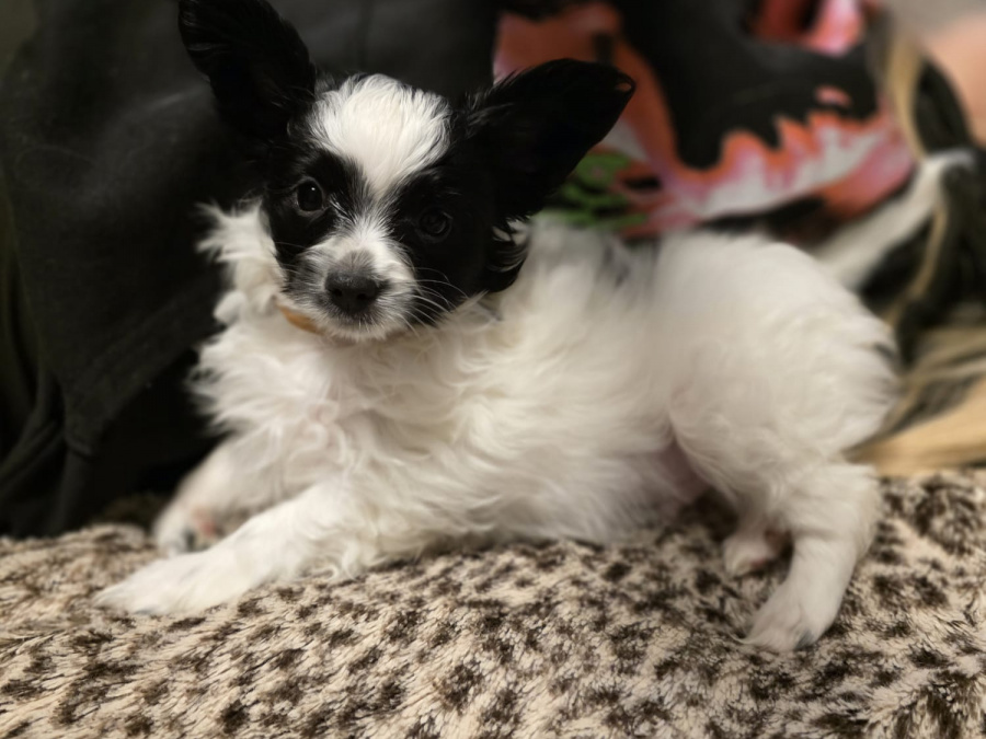 Papillon for sale in Tipperary - photo 3