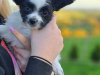 Papillon for sale in Tipperary - photo 2