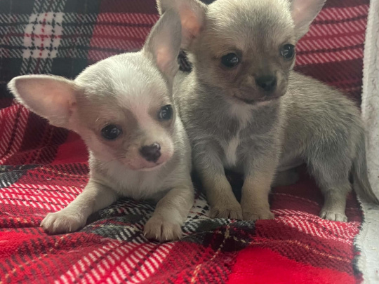 chihuahua💗💗💗
