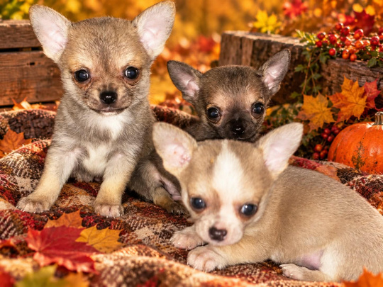 chihuahua💗💗💗