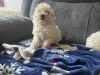 Poochon for sale in Kerry - photo 1