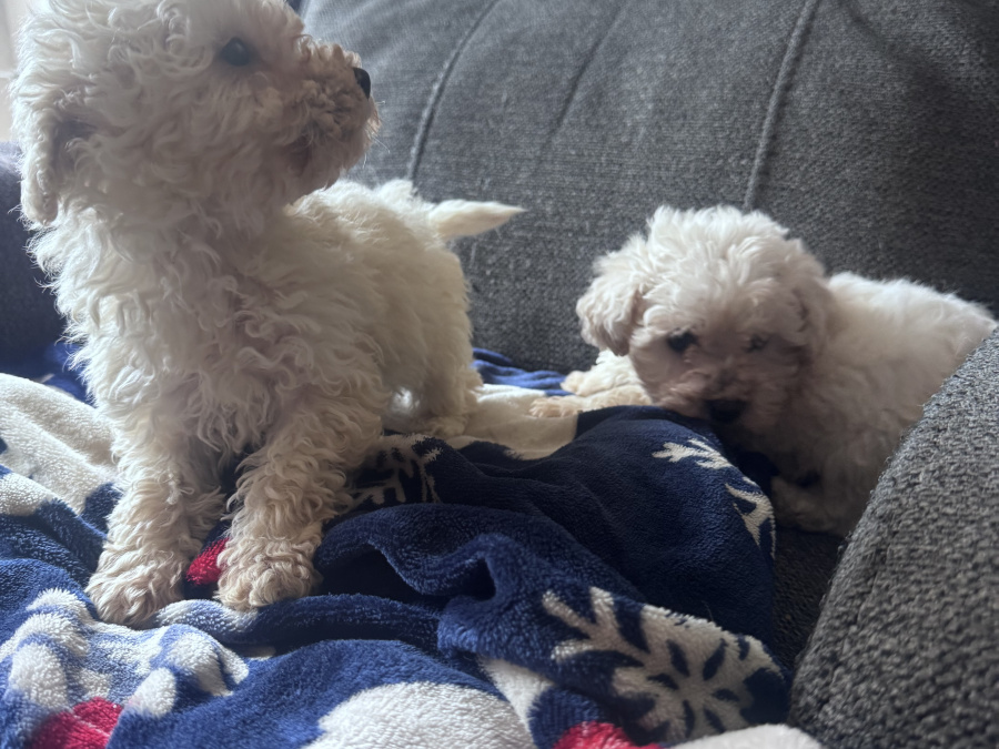 Poochon for sale in Kerry - photo 2