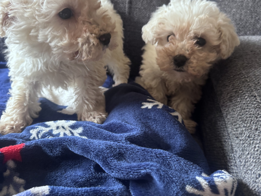 Poochon for sale in Kerry - photo 3