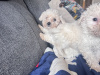 Poochon for sale in Kerry - photo 4