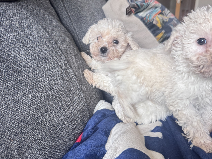 Poochon for sale in Kerry - photo 4