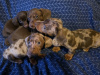 Dachshund for sale in Dublin - photo 1