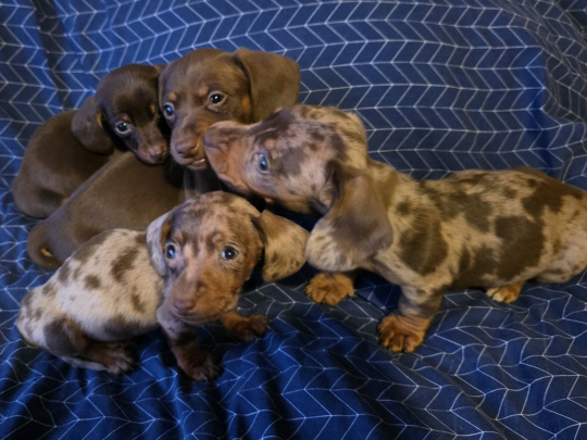 Minature daschund puppies in dublin