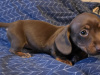 Dachshund for sale in Dublin - photo 3