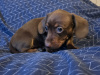 Dachshund for sale in Dublin - photo 2