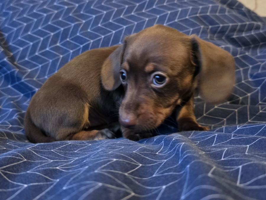 Dachshund for sale in Dublin - photo 2