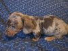 Dachshund for sale in Dublin - photo 5