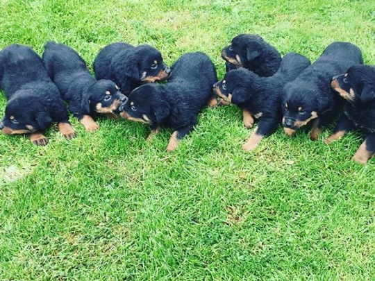 Beautiful Rottweiler Pups For Sale