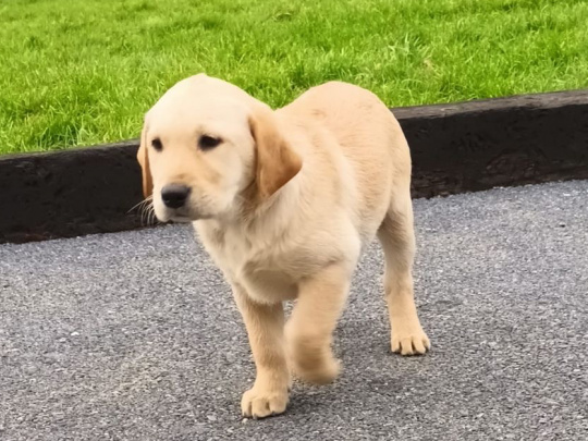 Labrador puppy for sale