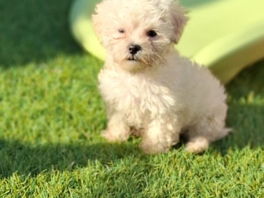 Stunning Maltese mix puppies 4