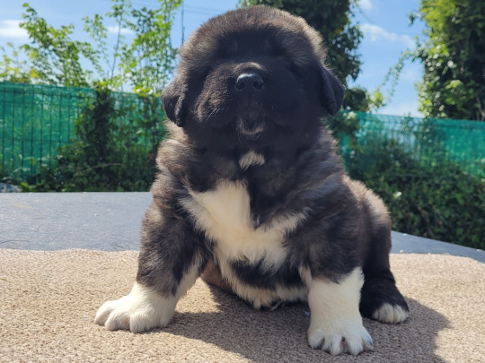 Caucasian shepherd puppies