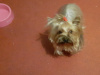 Yorkshire Terrier needs new home 1