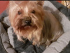 Yorkshire Terrier needs new home 2