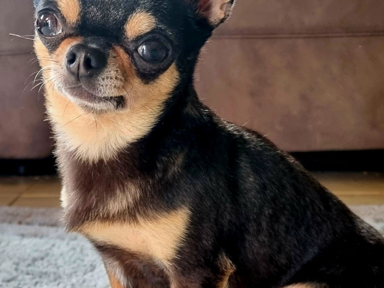 Chihuahua stud dog