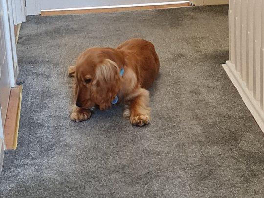 Cocker Spaniel 8mth old for sale, fully vaccinated
