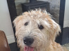 Beautiful soft coated wheaten terrierfor sale 2