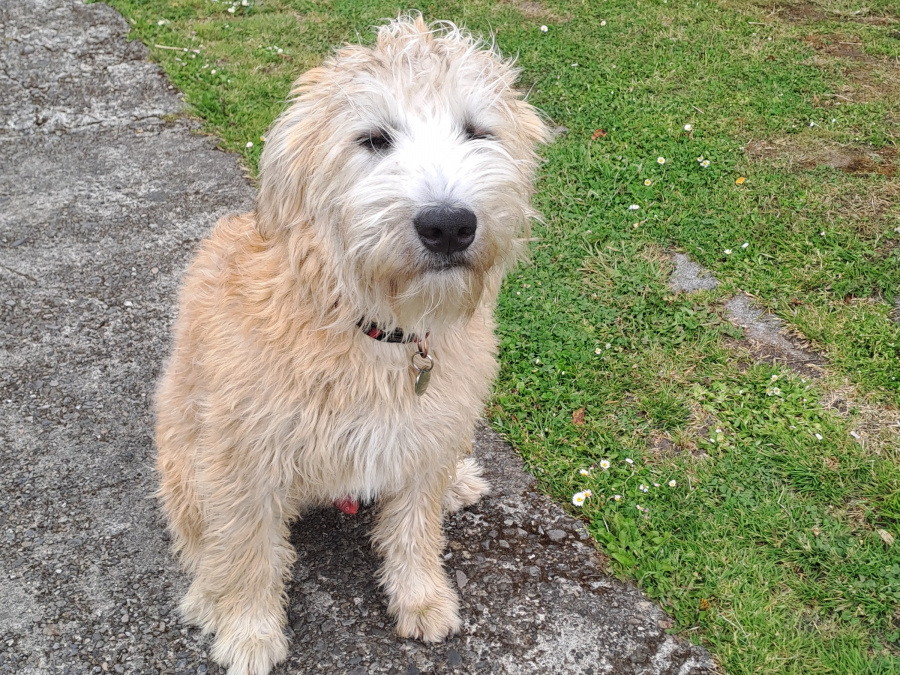 Beautiful soft coated wheaten terrierfor sale 1