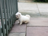 Beautiful White Maltese 1