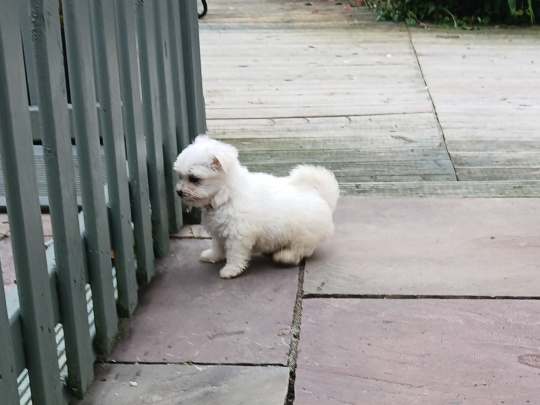 Beautiful White Maltese