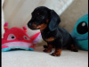 Dachshund puppy 1