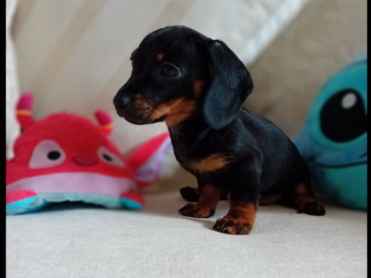 Dachshund puppy