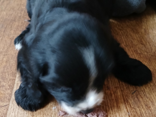 Sprocker pups