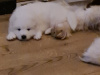 Pure bred Samoyed puppies 5