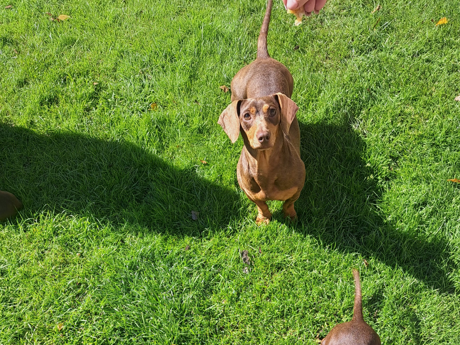 Beautiful miniature smooth haired Dachshund puppies 6